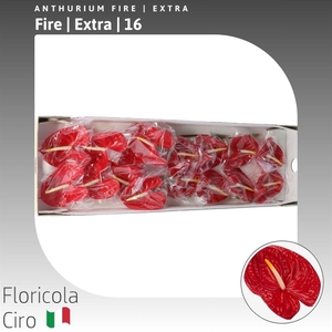 Anthurium Fire