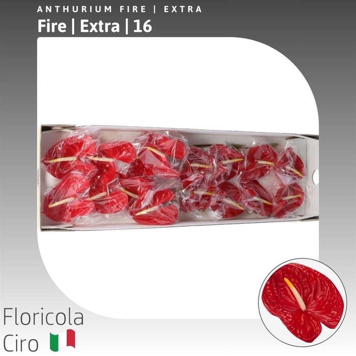 <h4>Anthurium Fire</h4>