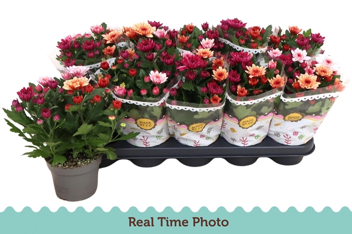 <h4>CHRYS MO AUB GEM POT</h4>