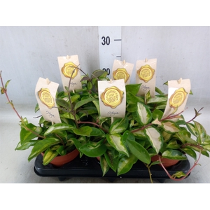 Hoya carnosa 'Tricolor'