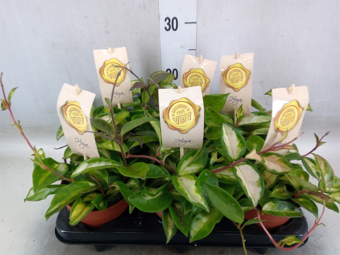 <h4>Hoya carnosa 'Tricolor'</h4>