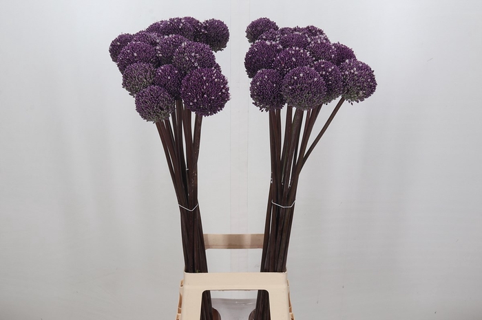 <h4>Allium Summer Drummer</h4>