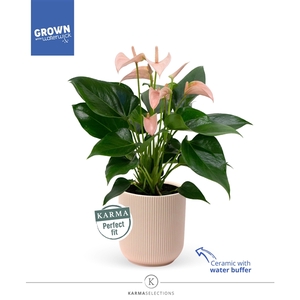 Anthurium - Karma Peach | Atlanta | Perfect fit