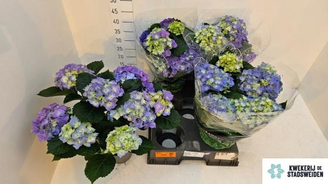 <h4>HYDR M EARLY BLUE</h4>