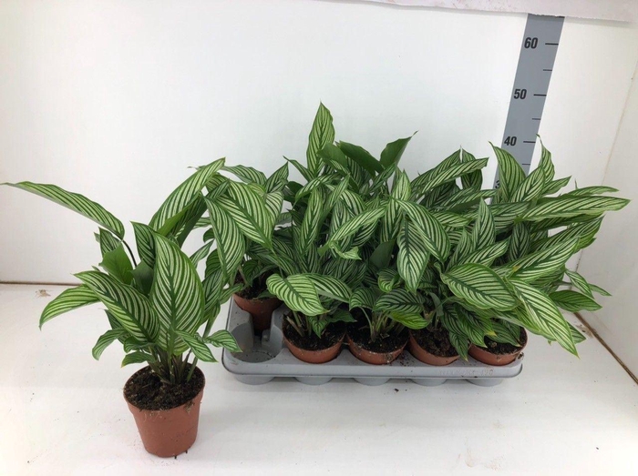 <h4>Calathea overig</h4>
