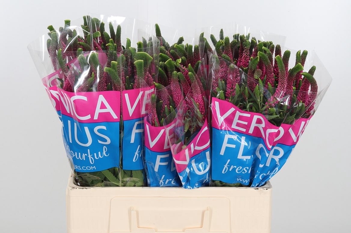 <h4>Veron Smart Iselle</h4>