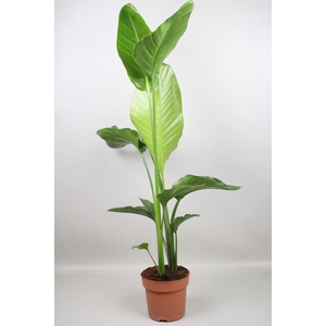 Strelitzia nicolai