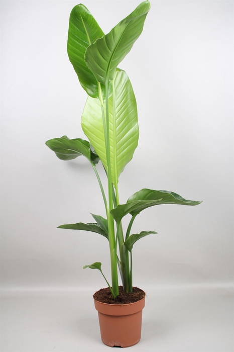 <h4>Strelitzia nicolai</h4>