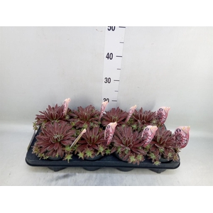 Sempervivum  'ChickCh'   ...mix