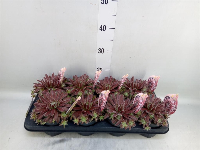<h4>Sempervivum  'ChickCh'   ...mix</h4>