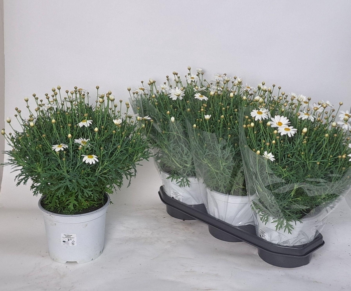 <h4>ARG SIMBA WHITE</h4>