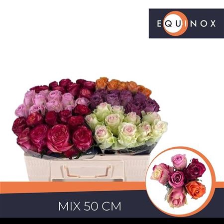 <h4>Rosa grootbloemig gemengd in fust</h4>