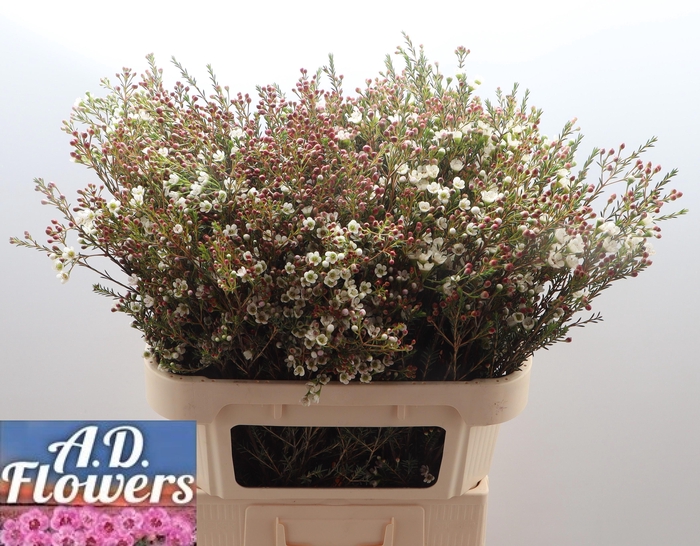 <h4>CHAME MI LIRON</h4>