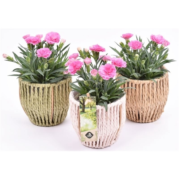 Touwmand kl.mix 10cm