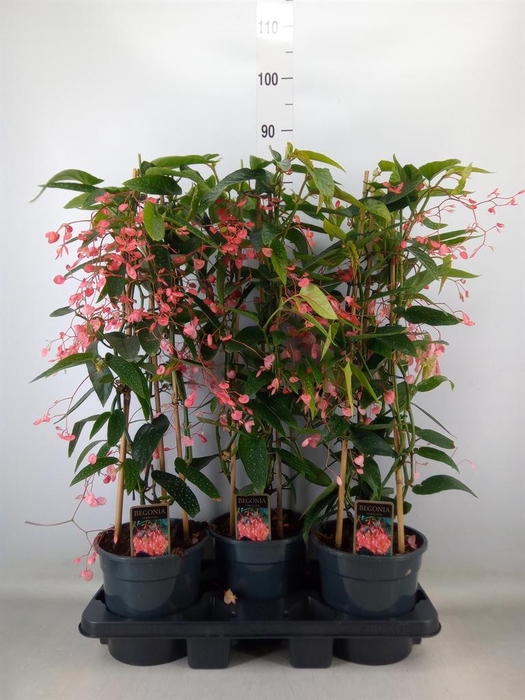 <h4>Begonia   ...</h4>