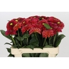 Dahlia Orange Fox