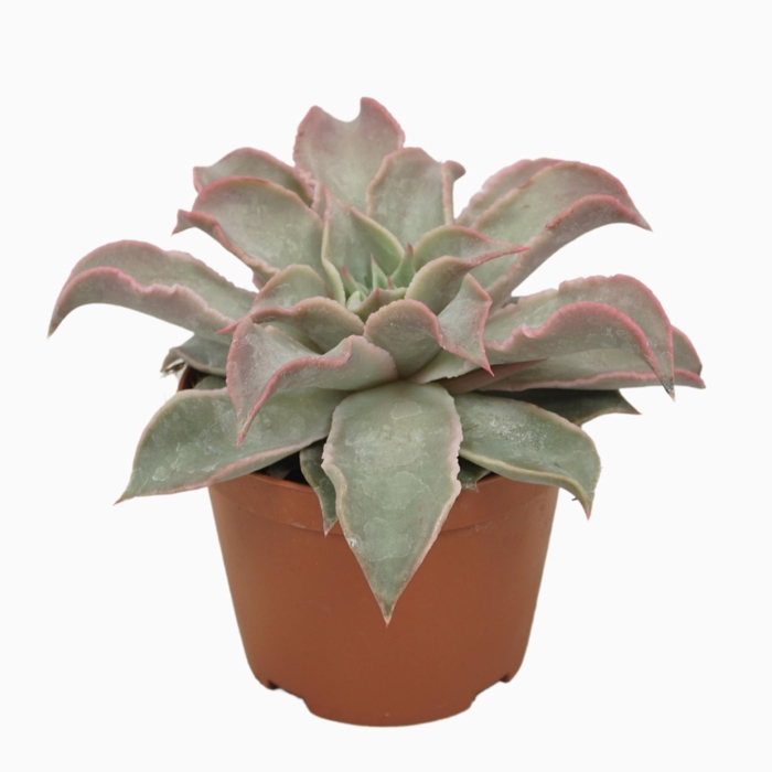 <h4>Echeveria</h4>