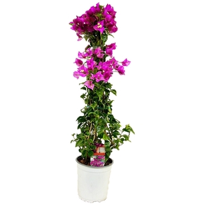 Bougainvillea glabra 'Sanderiana'