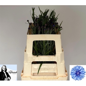 Centaurea cyanus