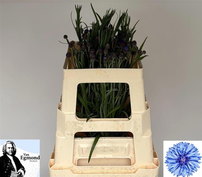 <h4>Centaurea cyanus</h4>