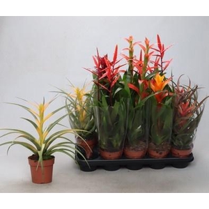 BROMELIA GEM