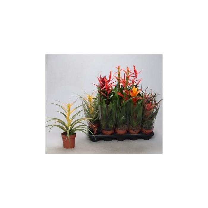 <h4>BROMELIA GEM</h4>