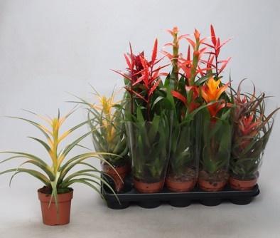 BROMELIA GEM