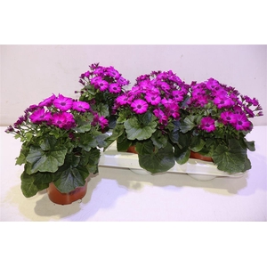 Peri C Man P Magenta