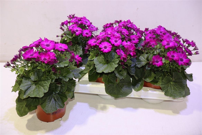 <h4>Peri C Man P Magenta</h4>