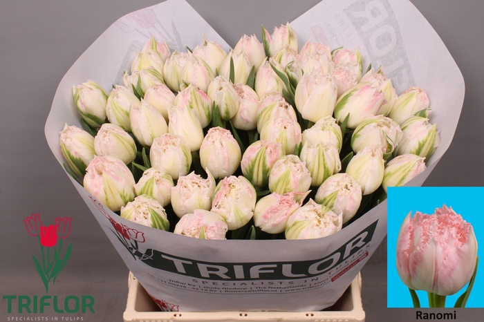 <h4>TU FR RANOMI</h4>