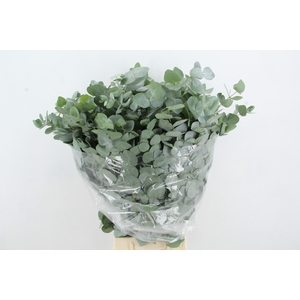EUC CINEREA