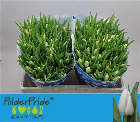 <h4>Tu En Snowmen</h4>