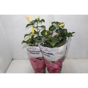 HIBISQS P17