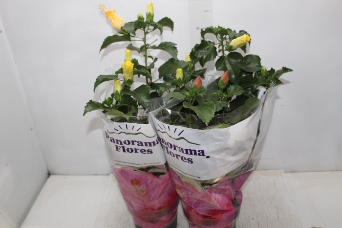 <h4>HIBISQS P17</h4>
