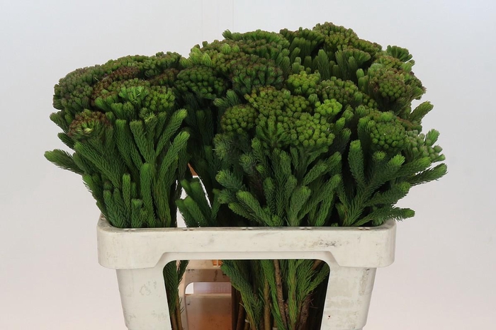 <h4>BRUN ALBIFLORA</h4>