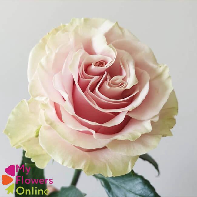 <h4>R Gr Pink Mondial Bicolor 50cm EC</h4>