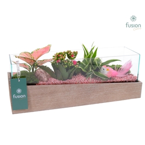Aquarium Medium met Arrangement