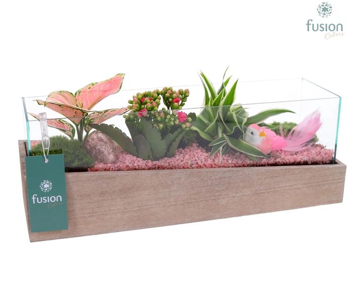 <h4>Aquarium Medium met Arrangement</h4>