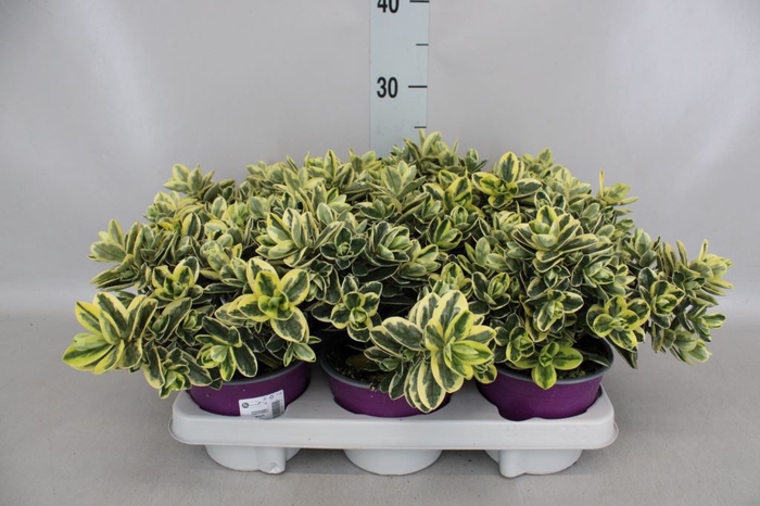 <h4>Hebe andersonii 'Variegata'</h4>