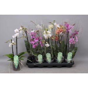 PHAL MF GEM 5 KL