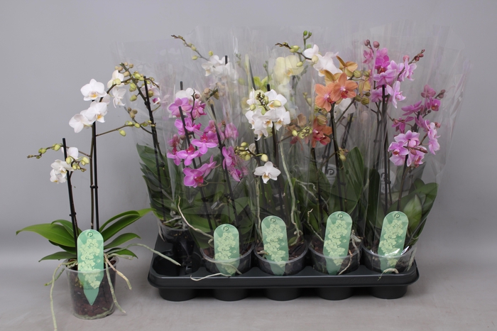<h4>PHAL MF GEM 5 KL</h4>
