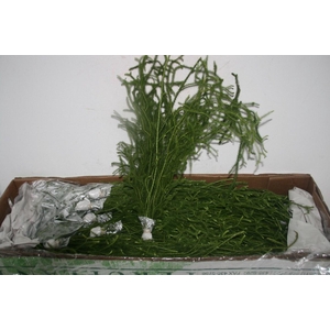 Lycopdium Clavatum Vine