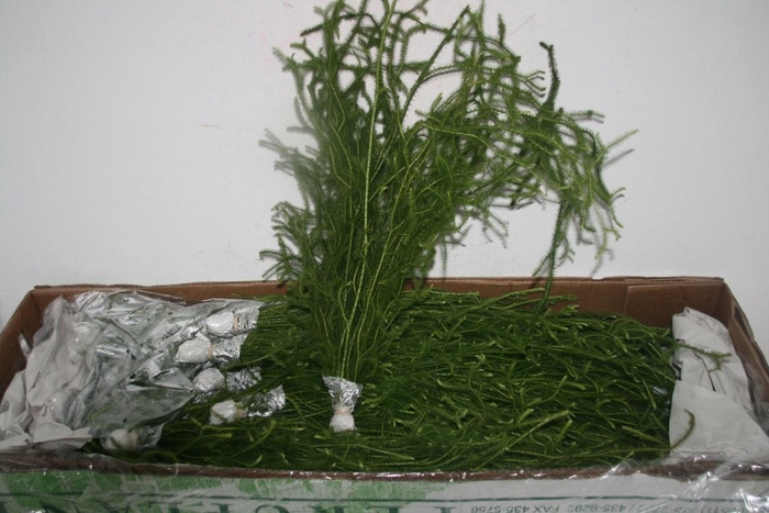 <h4>Lycopdium Clavatum Vine</h4>