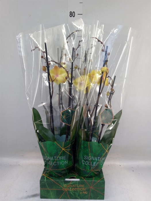 <h4>Phalaenopsis   ...</h4>