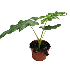 Alocasia