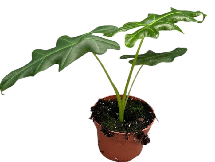 Alocasia