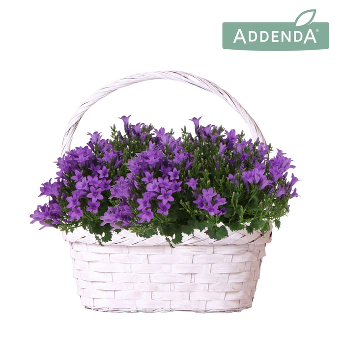 <h4>Campanula Addenda Ambella Intense purple in Duomand twins white</h4>
