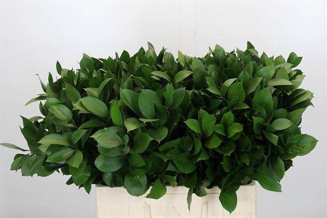 <h4>RUSCUS HYPOPHYLLUM</h4>