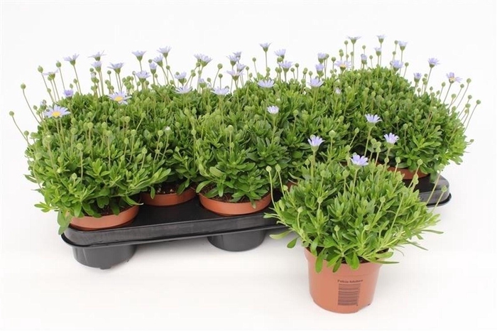 <h4>Felicia Felicitara Blue</h4>