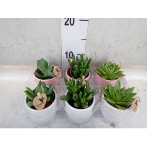 Succulents   ...mix 3